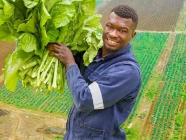 Agricultor sul-africano transforma negócio agrícola após vender 10 mil couves em três dias