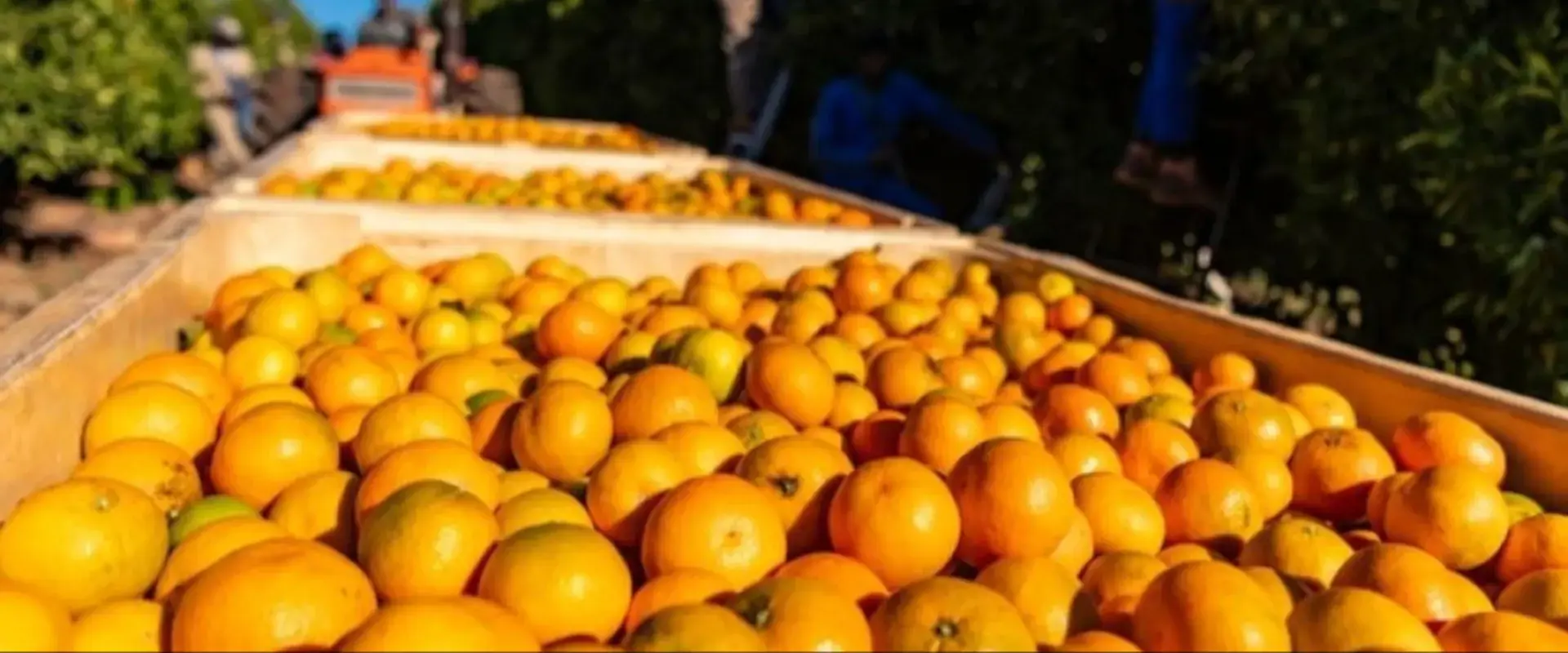 Identificar as ferramentas certas para agricultores e exportadores durante os tempos difíceis