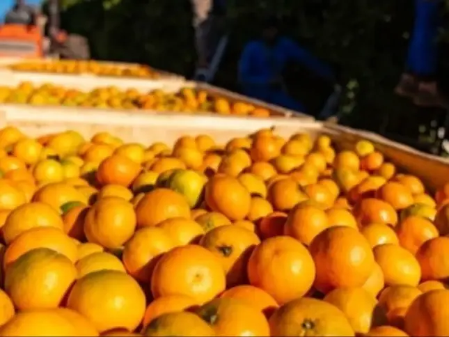 Identificar as ferramentas certas para agricultores e exportadores durante os tempos difíceis