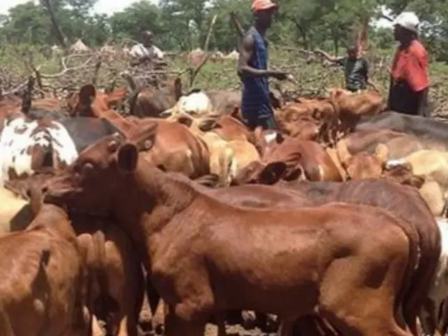 Huambo aposta no melhoramento genético do gado bovino