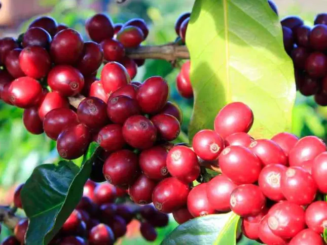 FIDA avalia potencial produtivo do café arábica no Bié